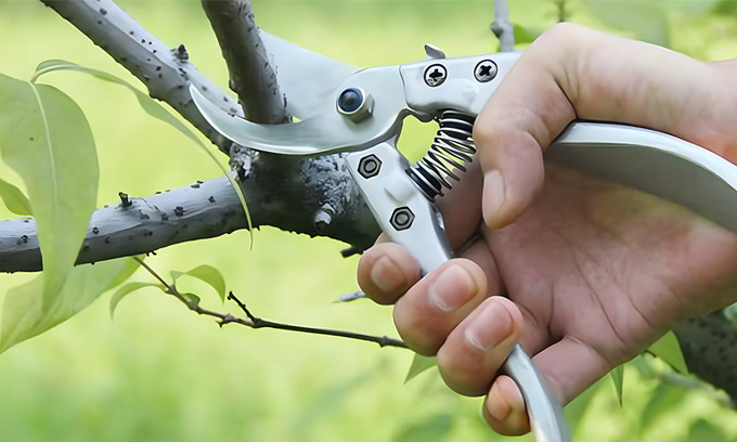 Pruning Scissors