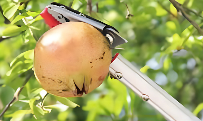 Fruit Picking Scissors